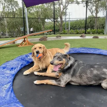 Pet Resorts Australia Yarrambat - Australia pet otel görseli 11