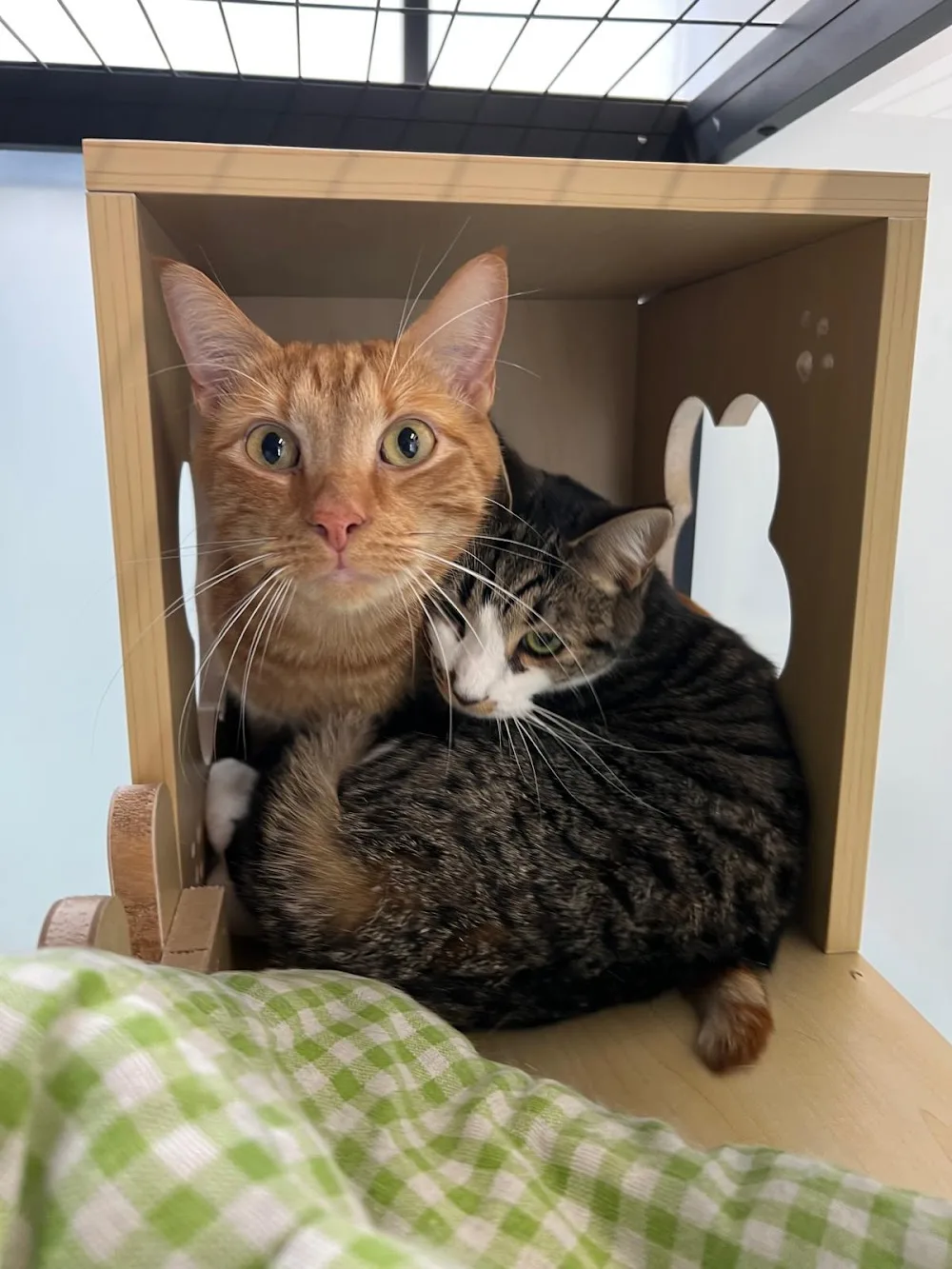 Purr Paradise - Australia pet otel görseli 7