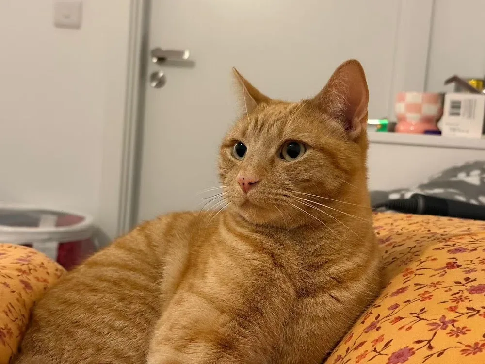 Soft Paws Cattery - Australia pet otel görseli 3