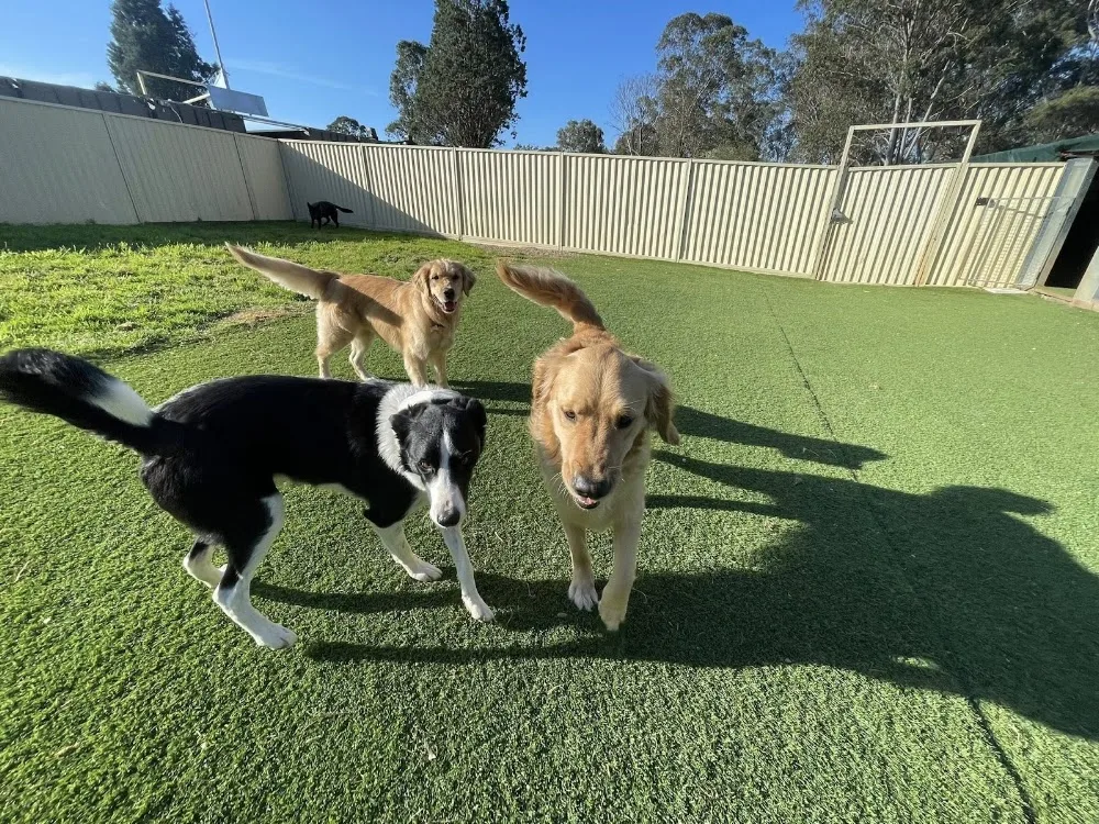 Sydney Pet Resort - Australia pet otel görseli 3