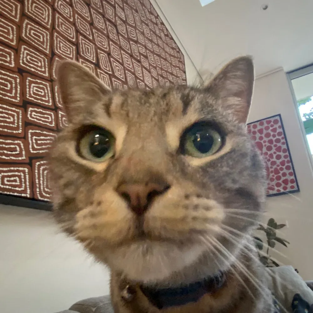 The Cattery Company - Australia pet otel görseli 5