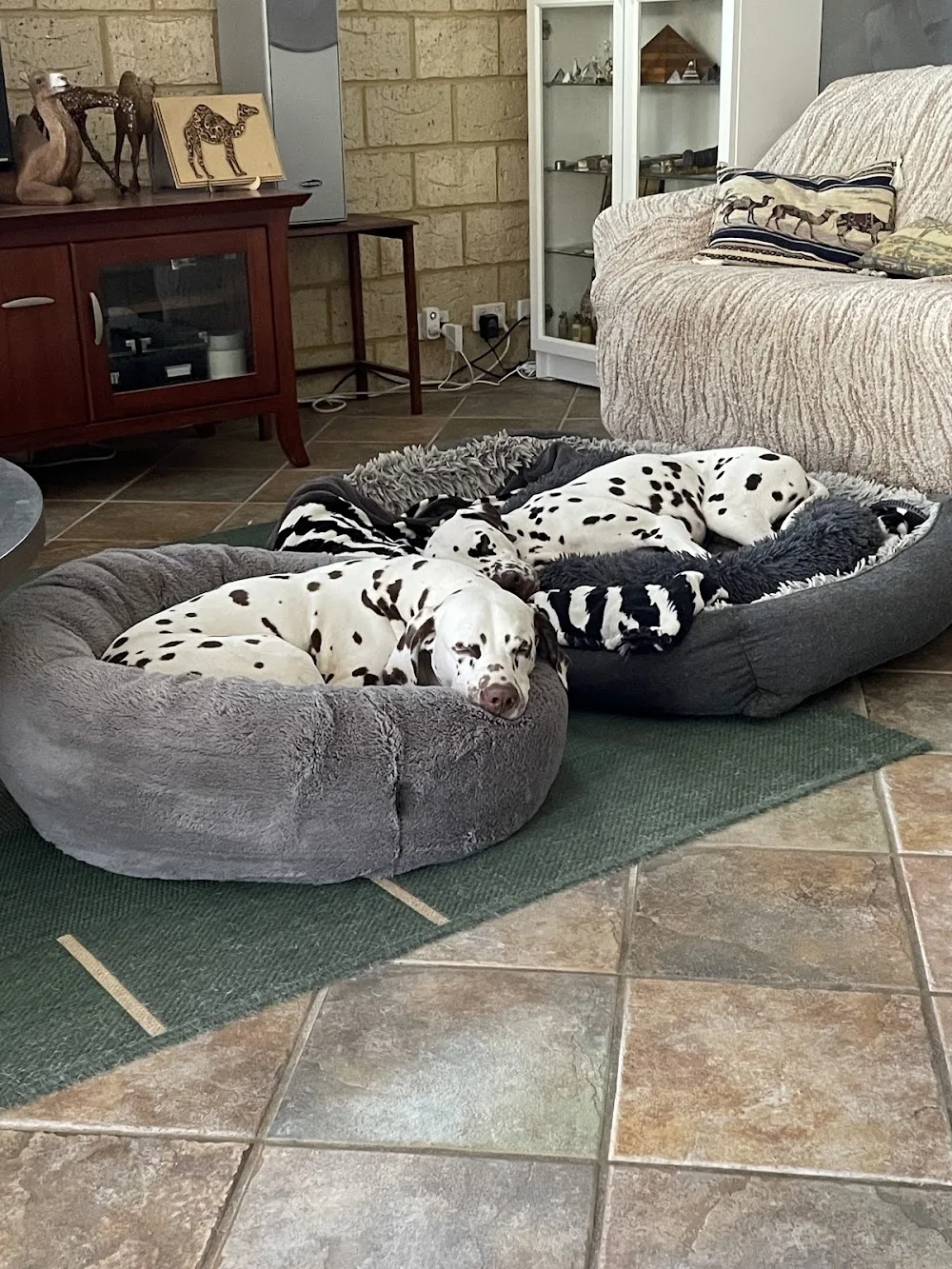The Dog Hotel Boarding Kennels - Australia pet otel görseli 6