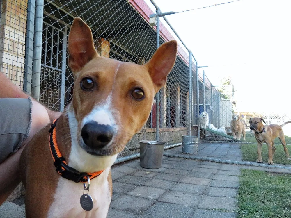 The Dog Hotel Boarding Kennels - Australia pet otel görseli 7