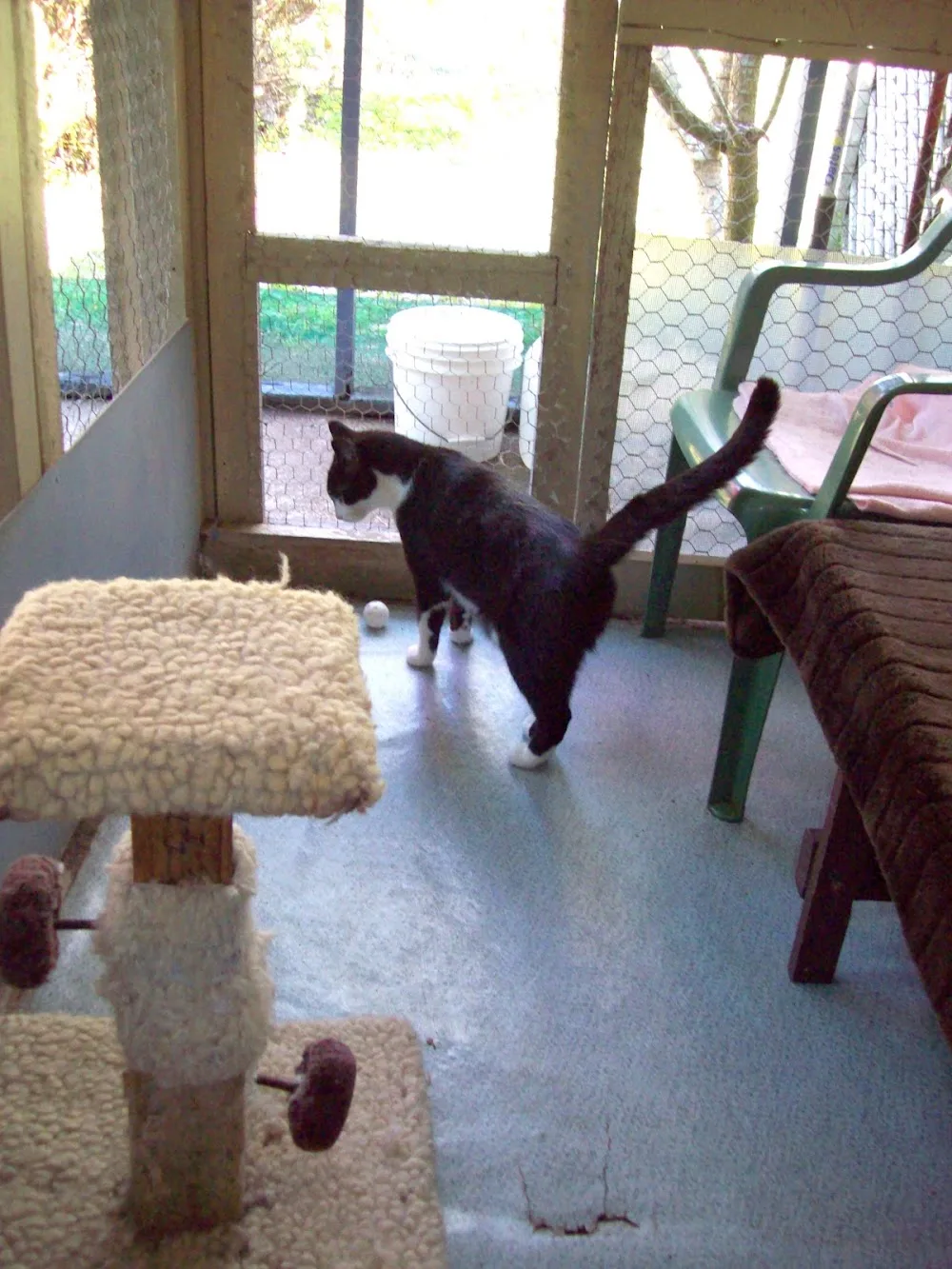 Torbanlea Boarding Cattery - Australia pet otel