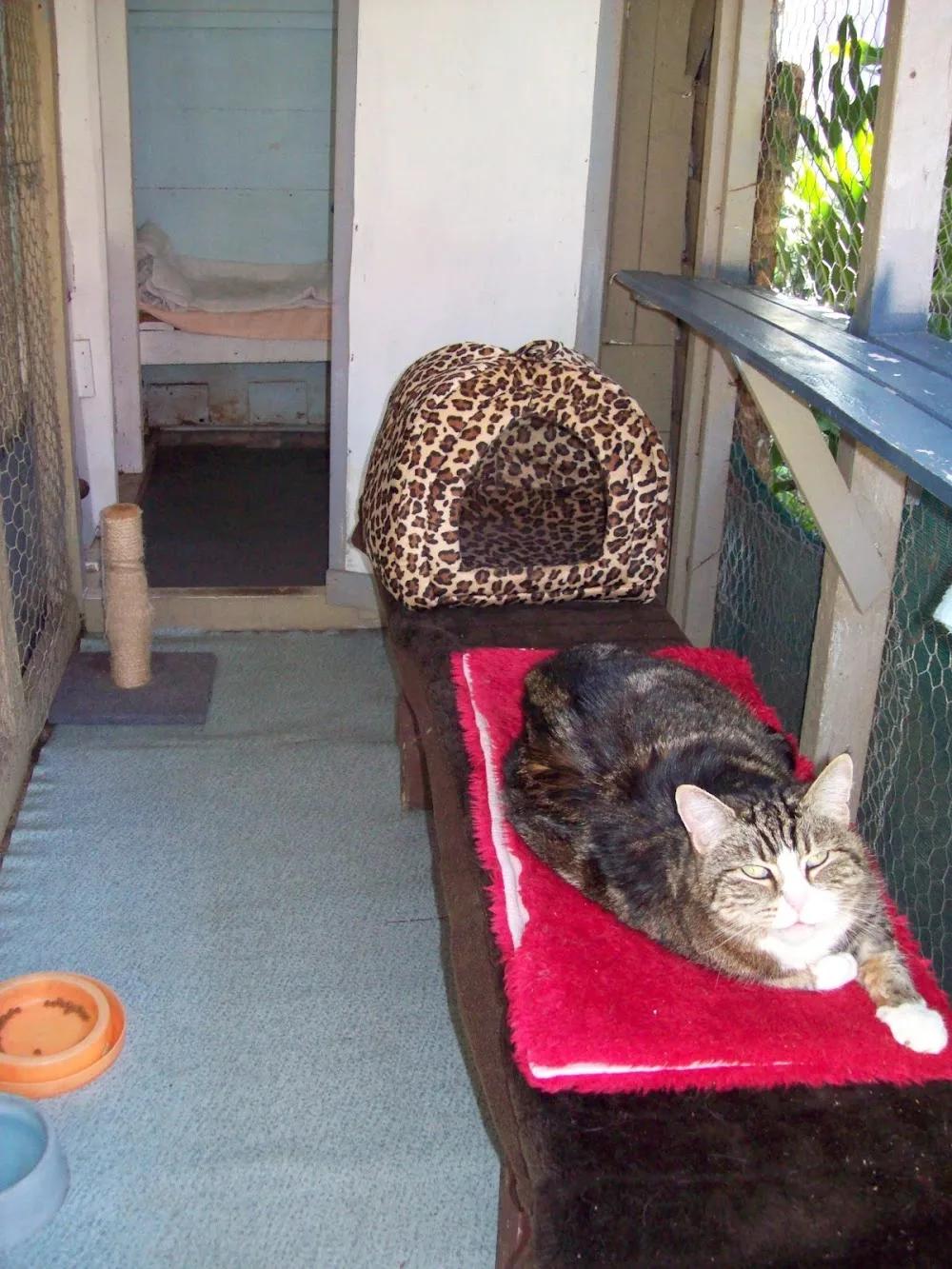 Torbanlea Boarding Cattery - Australia pet otel görseli 3