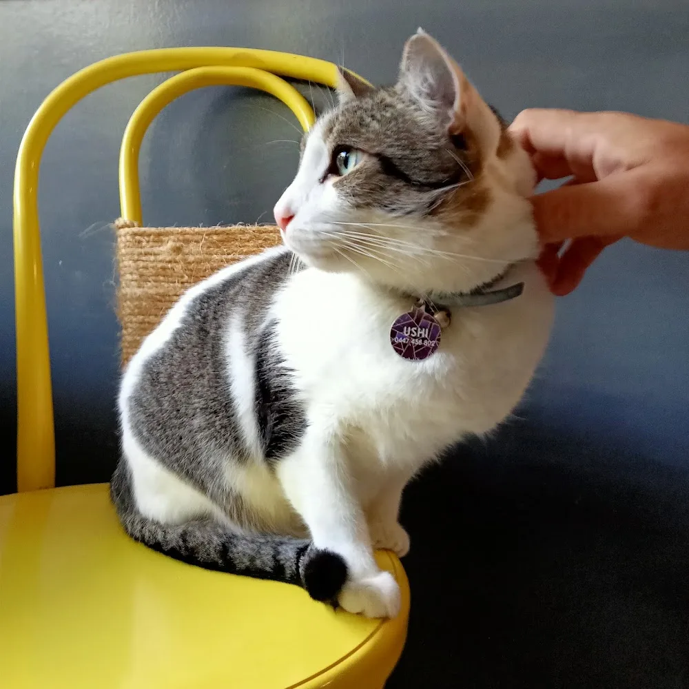 Vacation Cat resort - Australia pet otel görseli 2