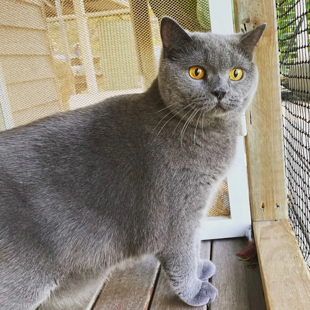 Verrierdale Cat Hotel - Australia pet otel görseli 3