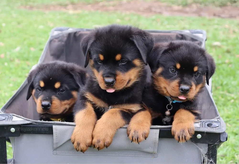 Von Kyza Kennels - Australia pet otel görseli 2