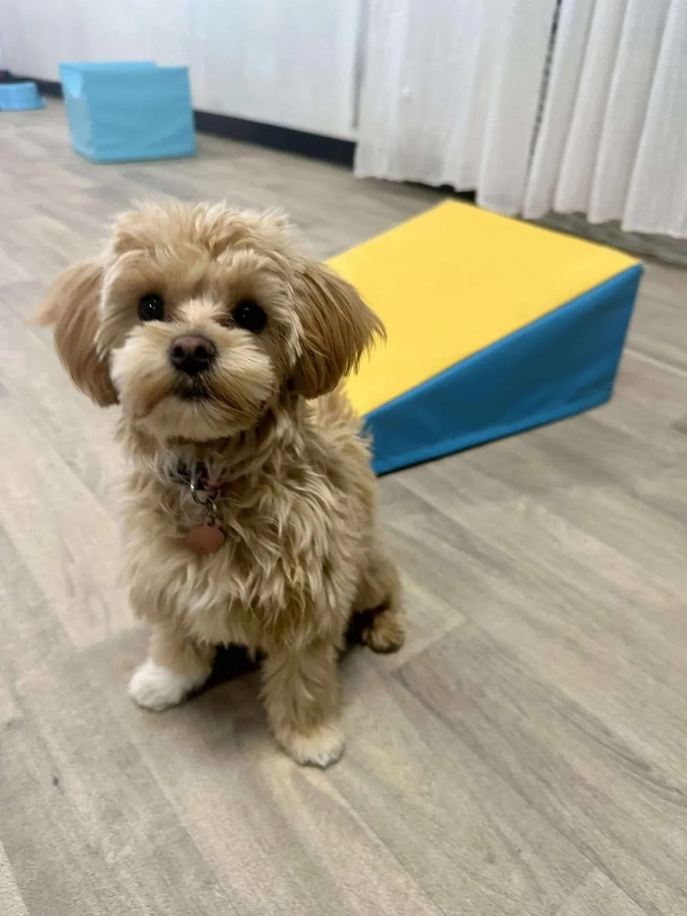 ACT Barks and Recreation - Australian Capital Territory pet otel