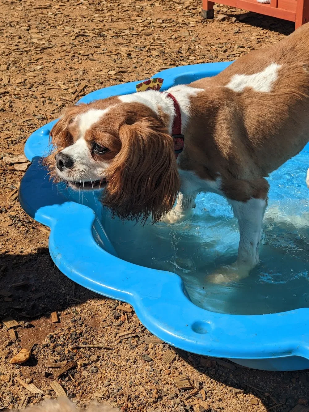 ACT Barks and Recreation - Australian Capital Territory pet otel görseli 3