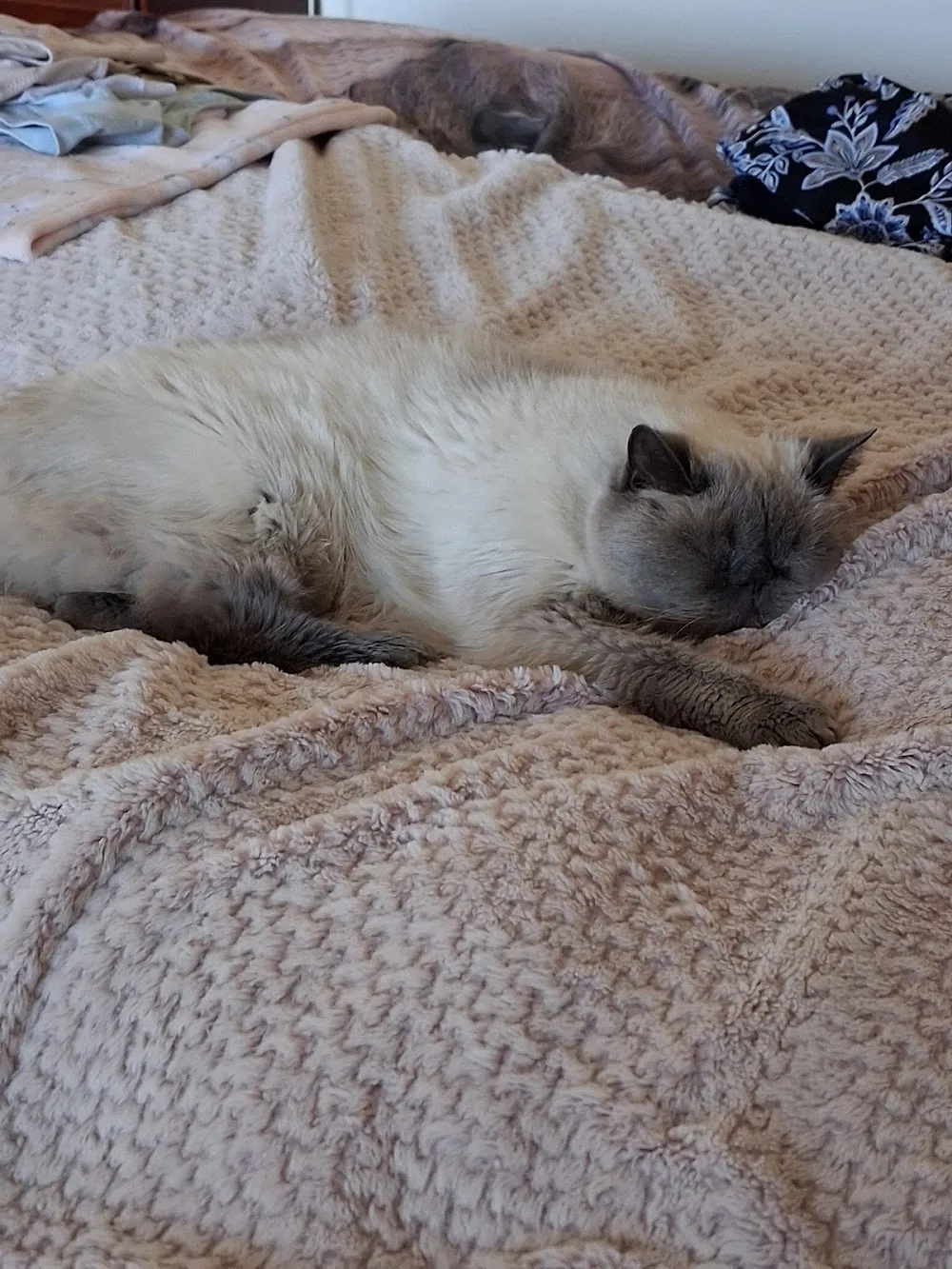 ACT Home Pet Care - Australian Capital Territory pet otel görseli 2