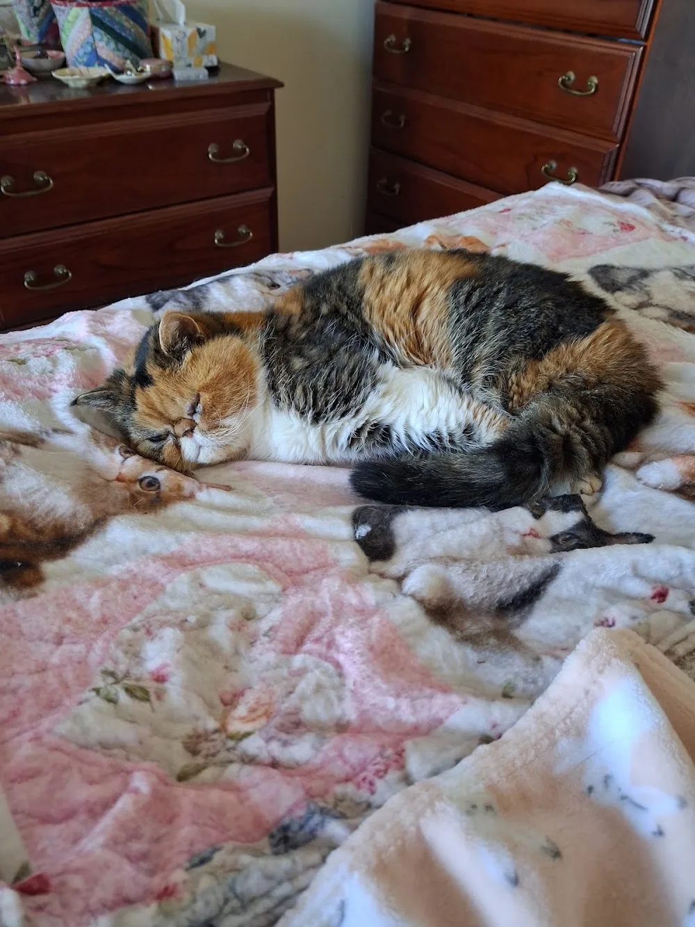 ACT Home Pet Care - Australian Capital Territory pet otel görseli 3