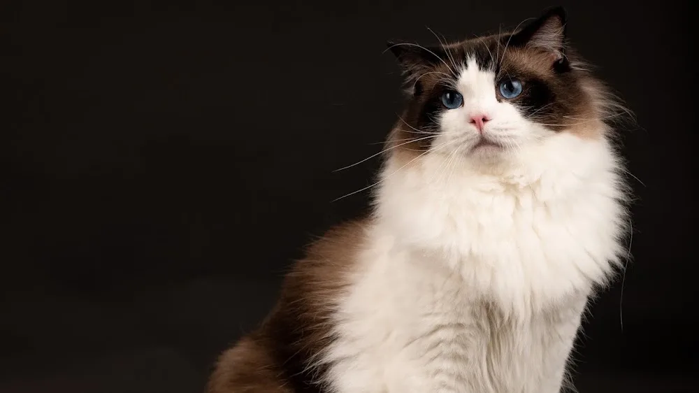 Ava & Archer Cat Grooming & Boarding Cattery - Australian Capital Territory pet otel