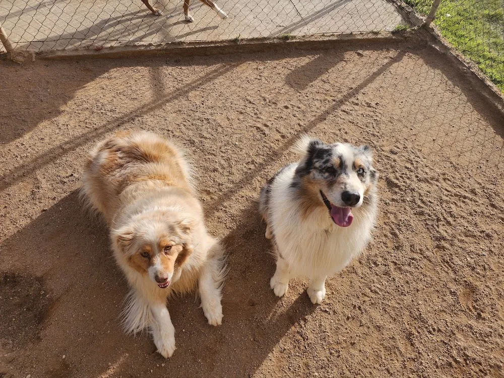 Balanced Dog Academy - Australian Capital Territory pet otel görseli 3