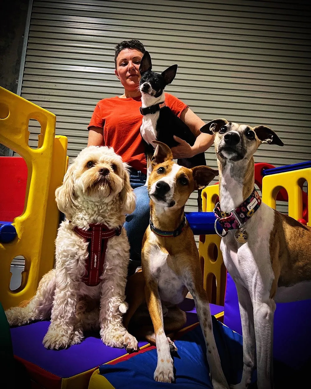 BamBam & Co. - Australian Capital Territory pet otel