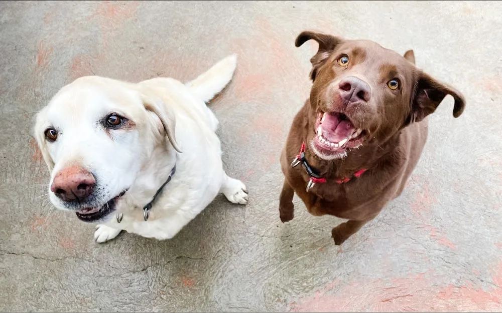 Best Friend Pet Centre - Australian Capital Territory pet otel