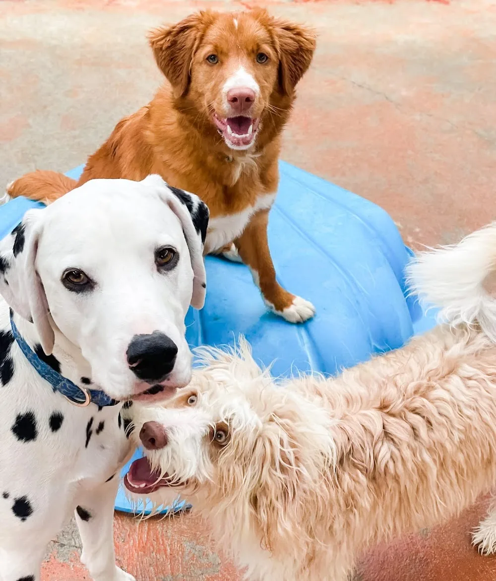 Best Friend Pet Centre - Australian Capital Territory pet otel görseli 3