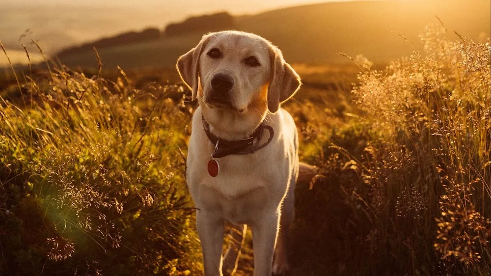 Camp Bow Wow Canberra - Australian Capital Territory pet otel