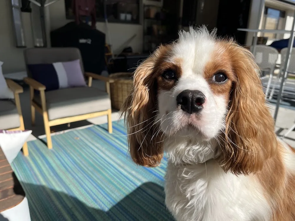 CHARLIANNE's PAWSOME PET PATROL - Australian Capital Territory pet otel görseli 3