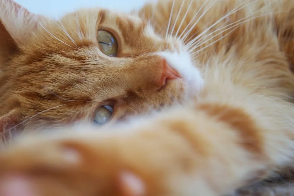 Curtin Cat Care - Australian Capital Territory pet otel görseli 2
