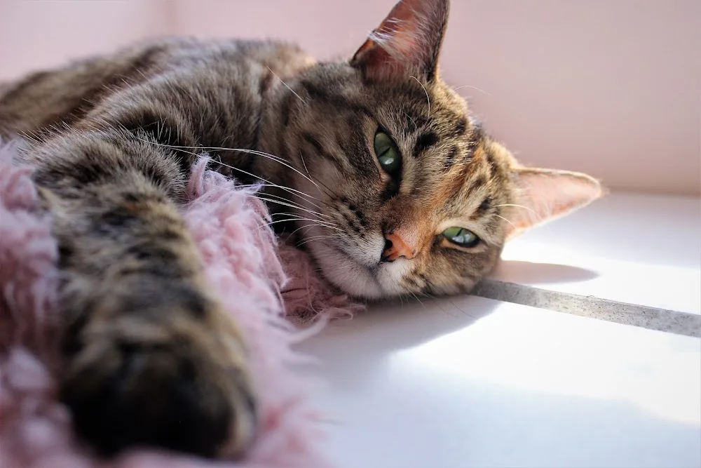 Curtin Cat Care - Australian Capital Territory pet otel görseli 3