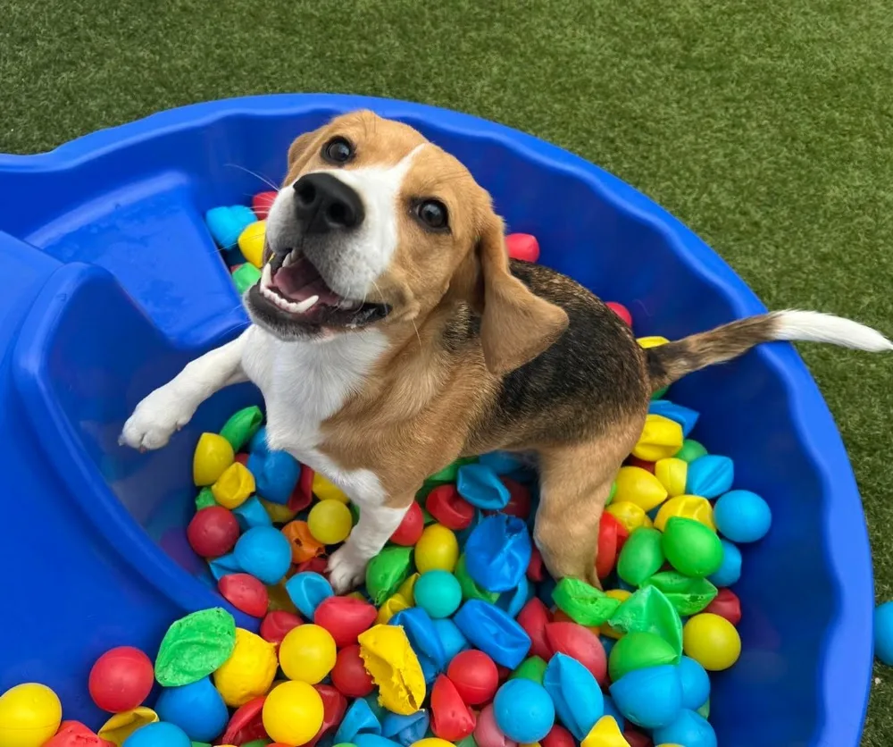 Dog's Day Out Doggy Daycare - Australian Capital Territory pet otel görseli 2