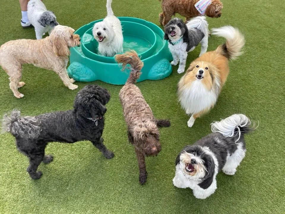 Dog's Day Out Doggy Daycare - Australian Capital Territory pet otel görseli 3
