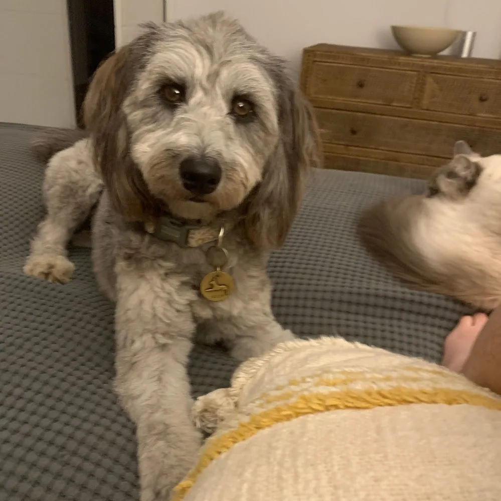 "Don't Fret Pet!" Canberra - Australian Capital Territory pet otel görseli 5