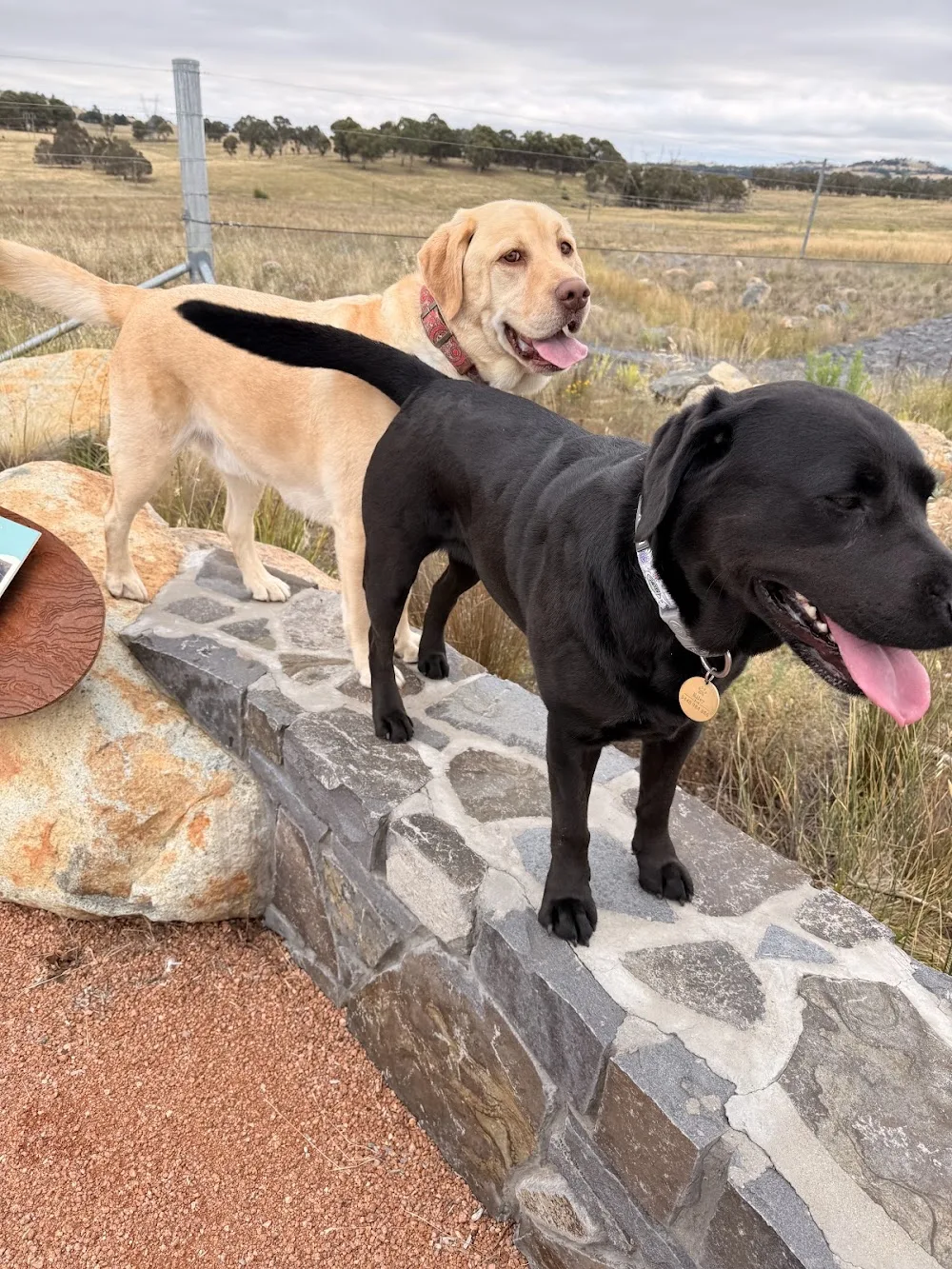 Furry Paws Dog boarding & Daycare - Australian Capital Territory pet otel görseli 2