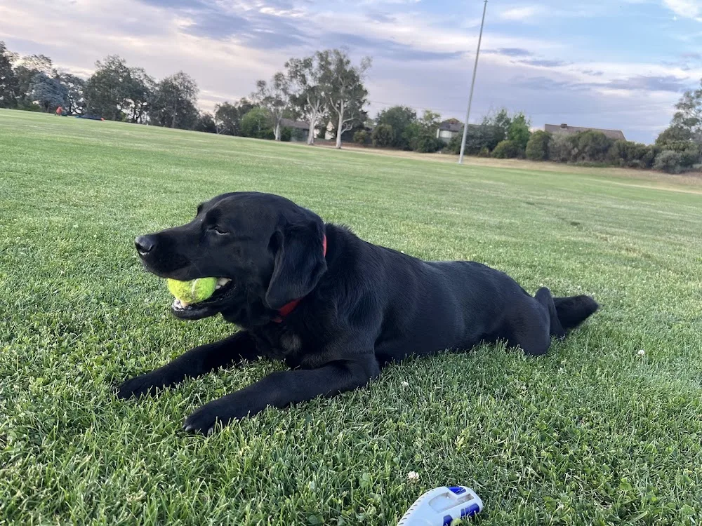 Furry Paws Dog boarding & Daycare - Australian Capital Territory pet otel görseli 3