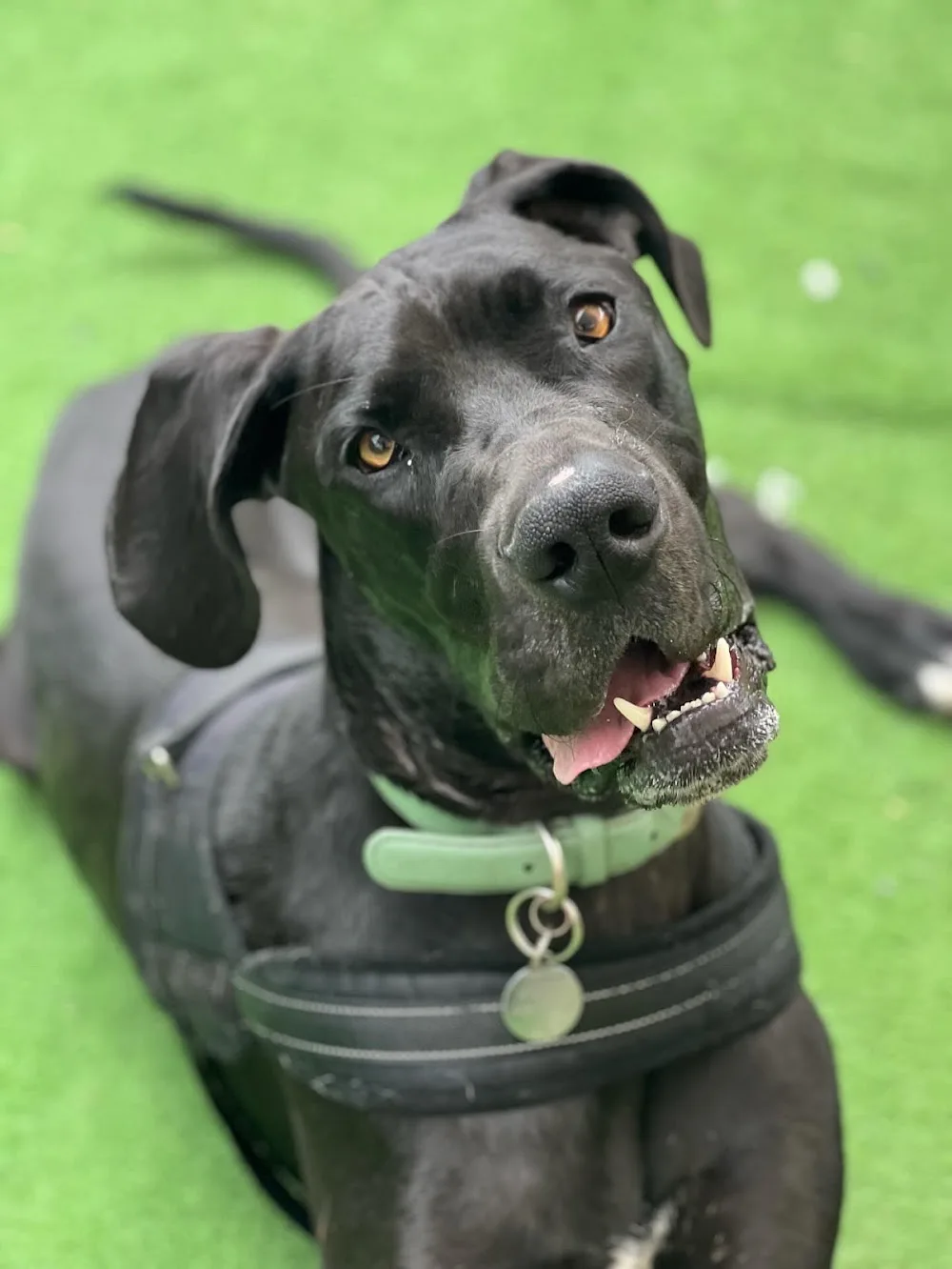 Fyshwick Doggy & Puppy Daycare - Australian Capital Territory pet otel görseli 2
