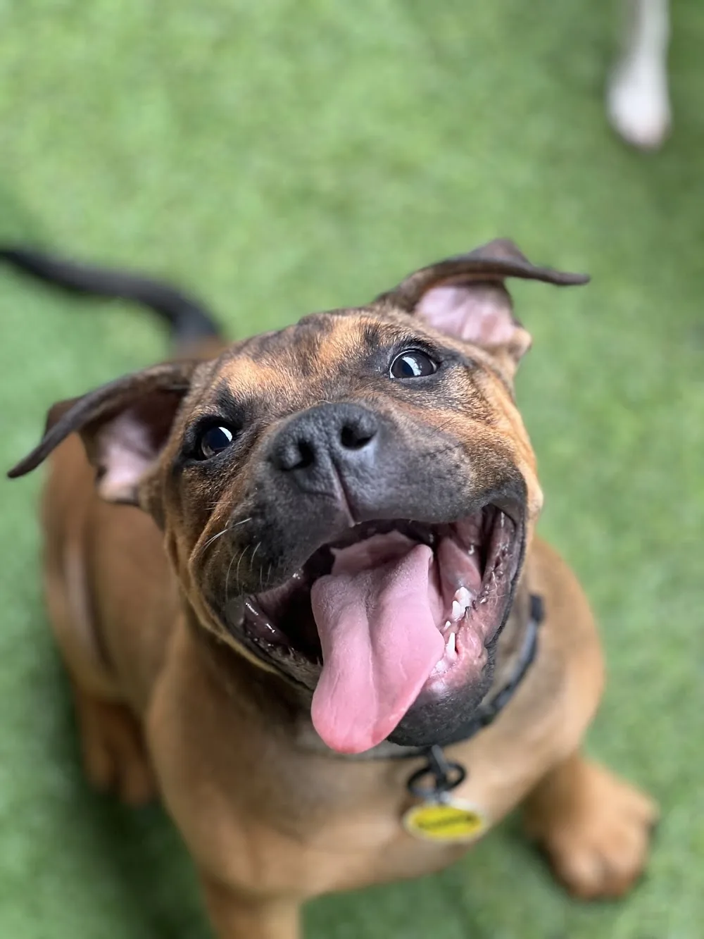 Fyshwick Doggy & Puppy Daycare - Australian Capital Territory pet otel görseli 3