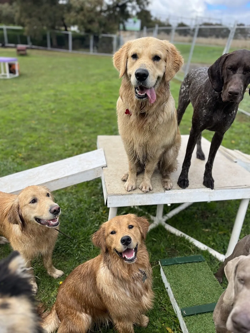 K9 and Co Adventure Camp Canberra - Australian Capital Territory pet otel görseli 2
