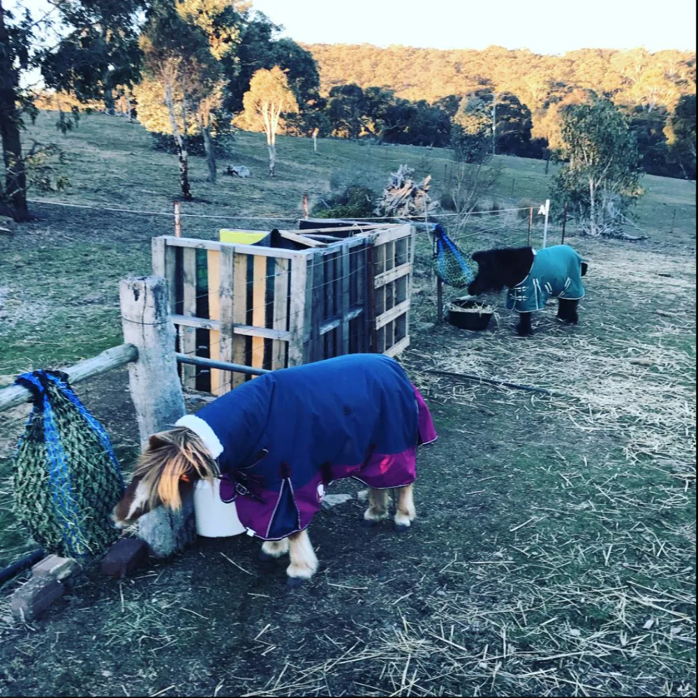 Pip's Pet Sitting Pty Ltd - Australian Capital Territory pet otel
