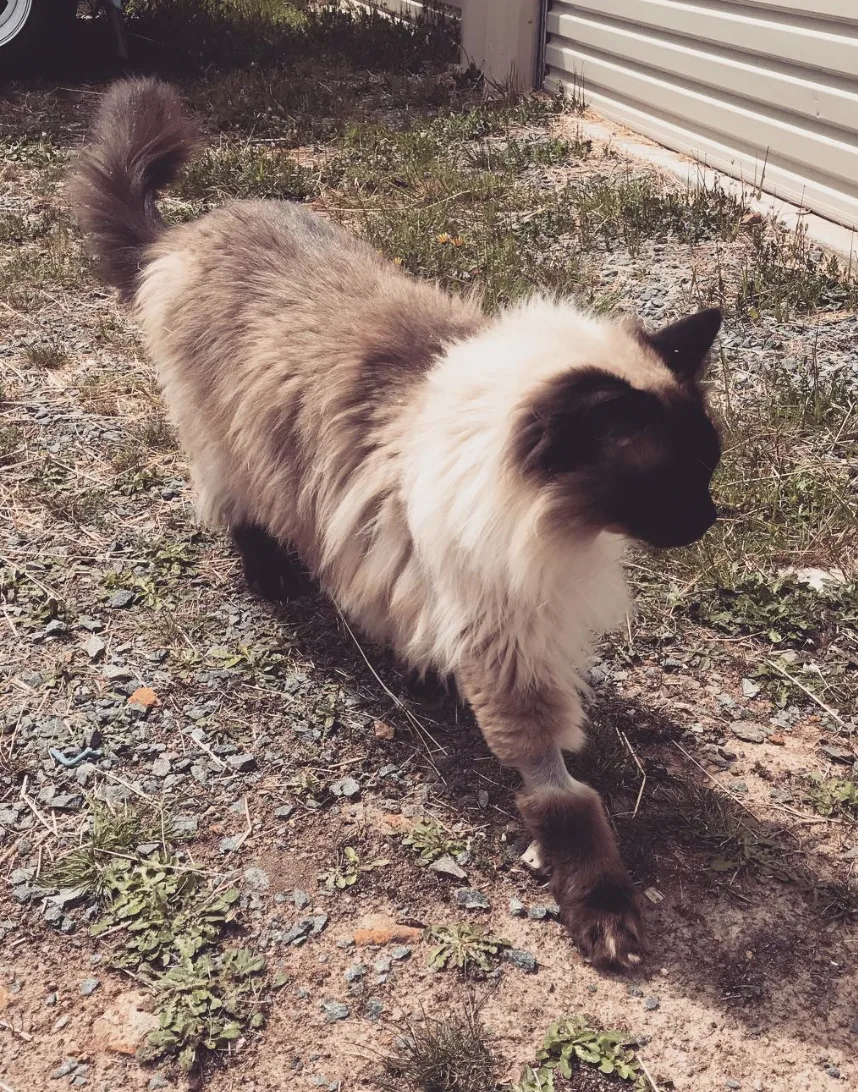 Pip's Pet Sitting Pty Ltd - Australian Capital Territory pet otel görseli 3