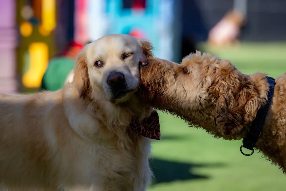 Pups4Fun Canberra - GROOMING DAYCARE TRAINING - Australian Capital Territory pet otel