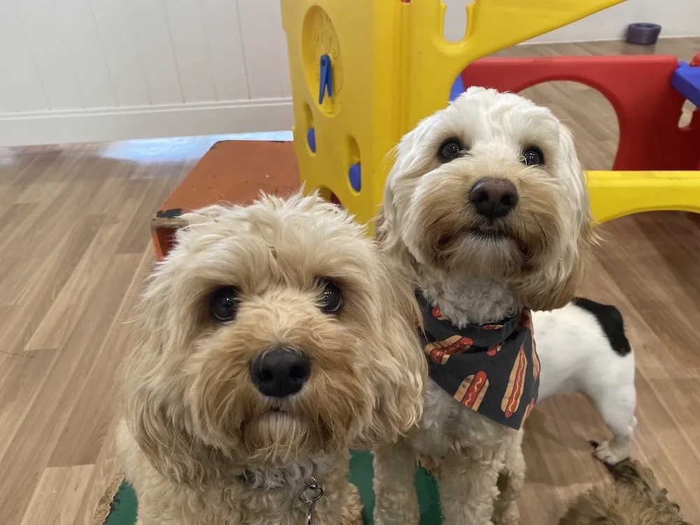 Pups4Fun Canberra - GROOMING DAYCARE TRAINING - Australian Capital Territory pet otel görseli 3