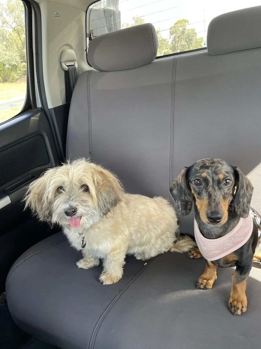 Red Hill Pet Concierge Pet Sitting Canberra - Australian Capital Territory pet otel görseli 2