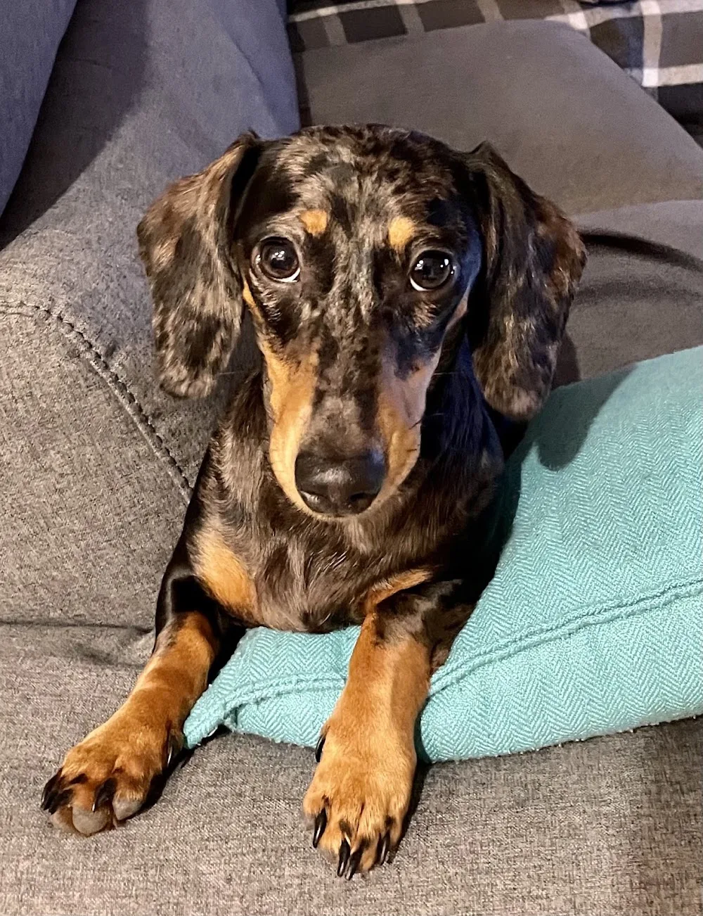 Red Hill Pet Concierge Pet Sitting Canberra - Australian Capital Territory pet otel görseli 3