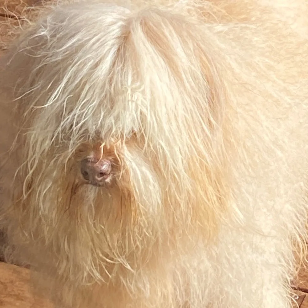 Sonza Veterinary Clinic & Boarding Kennels - Australian Capital Territory pet otel görseli 4