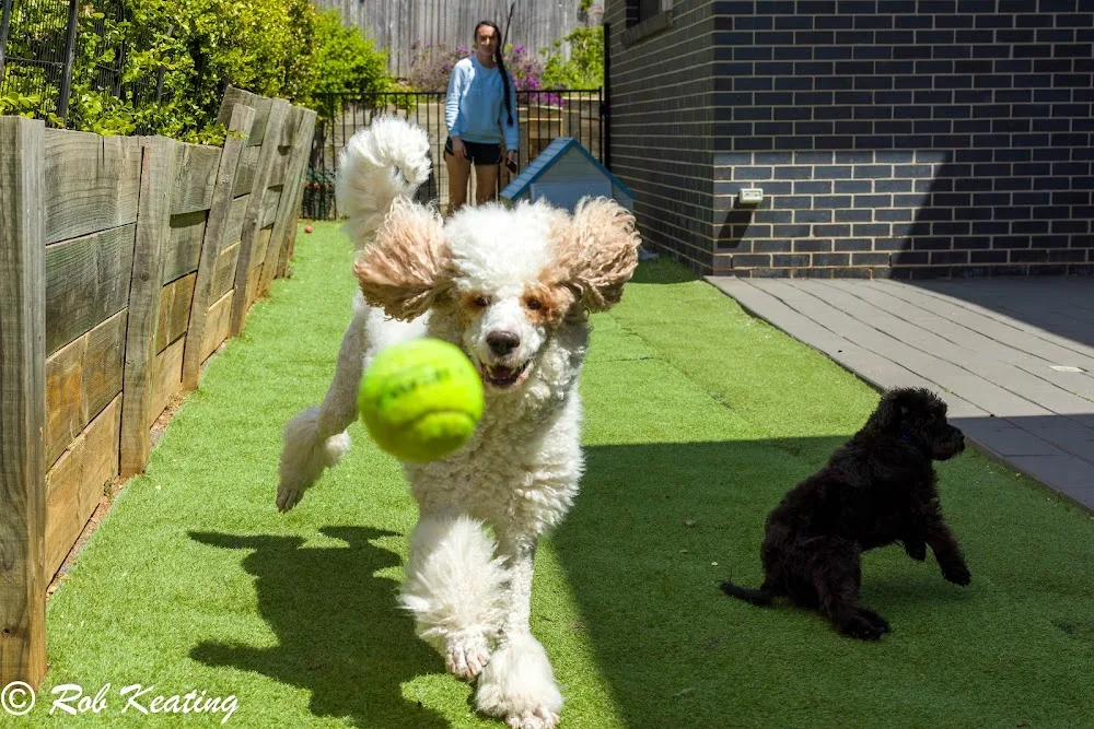 Strictly Paws - Australian Capital Territory pet otel görseli 2