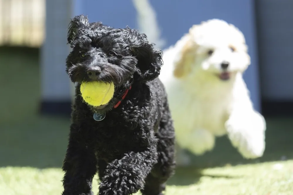 Strictly Paws - Australian Capital Territory pet otel görseli 3
