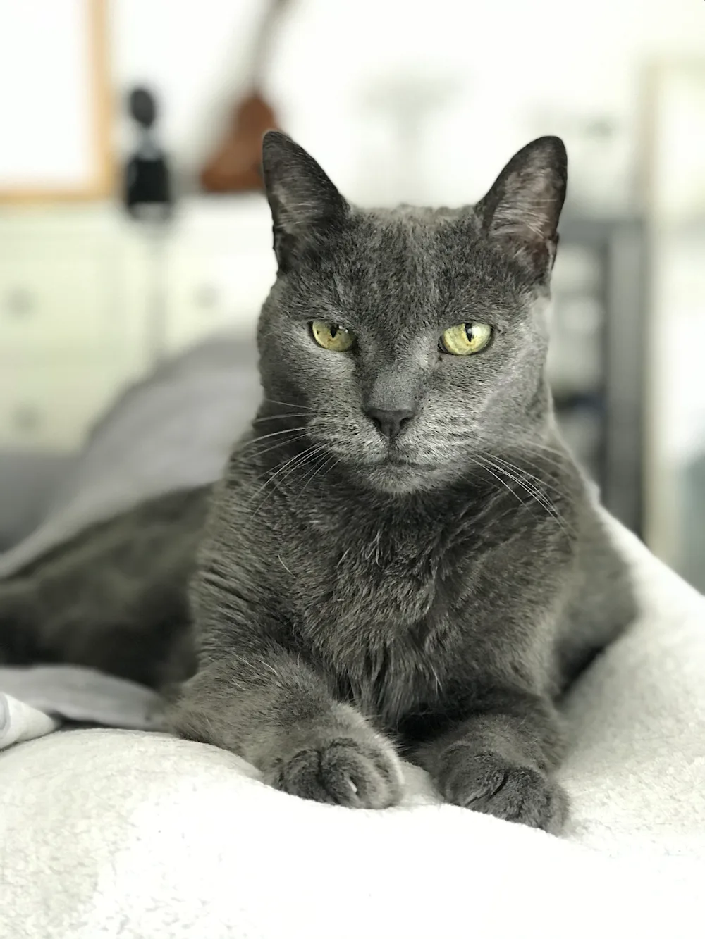 The Cat Lady - Australian Capital Territory pet otel