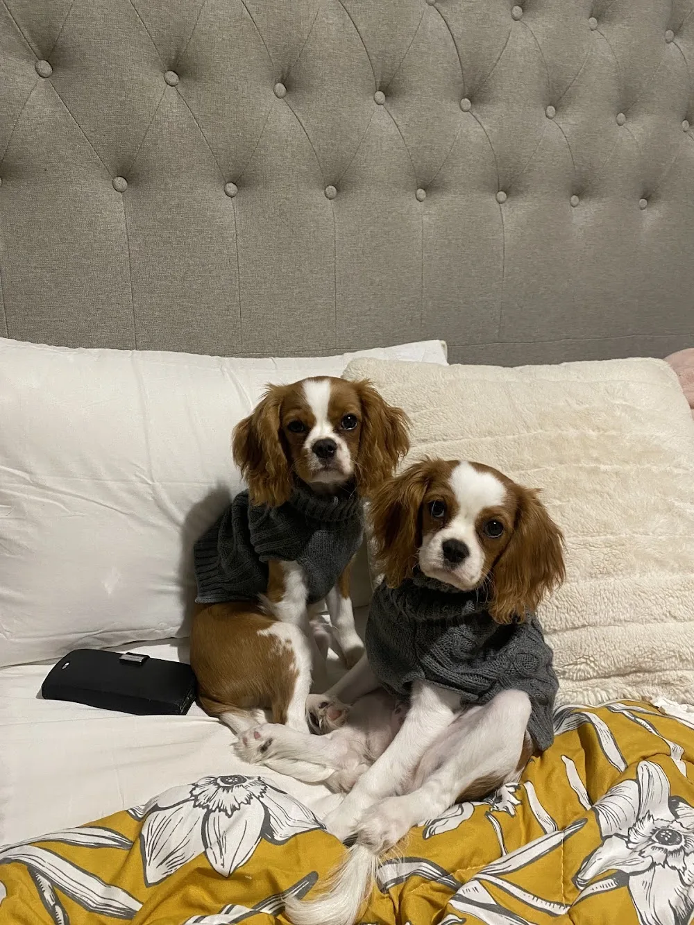 Woof. Dog Walking & Pet sitting - Australian Capital Territory pet otel görseli 2