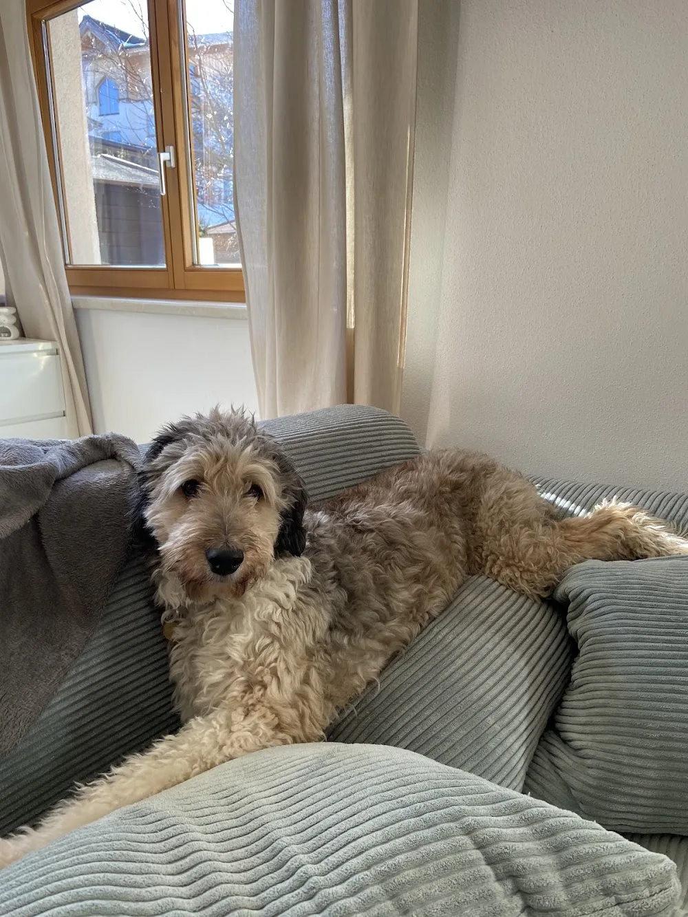 Bergnase Hundebetreuung - Austria pet otel görseli 3