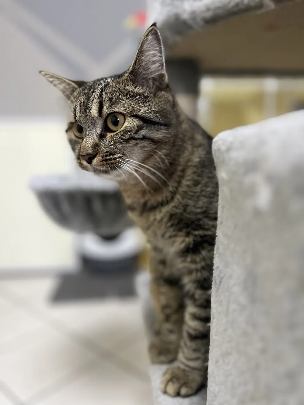 Cat Holiday - deine Katzenpension im Grünen - Austria pet otel görseli 3