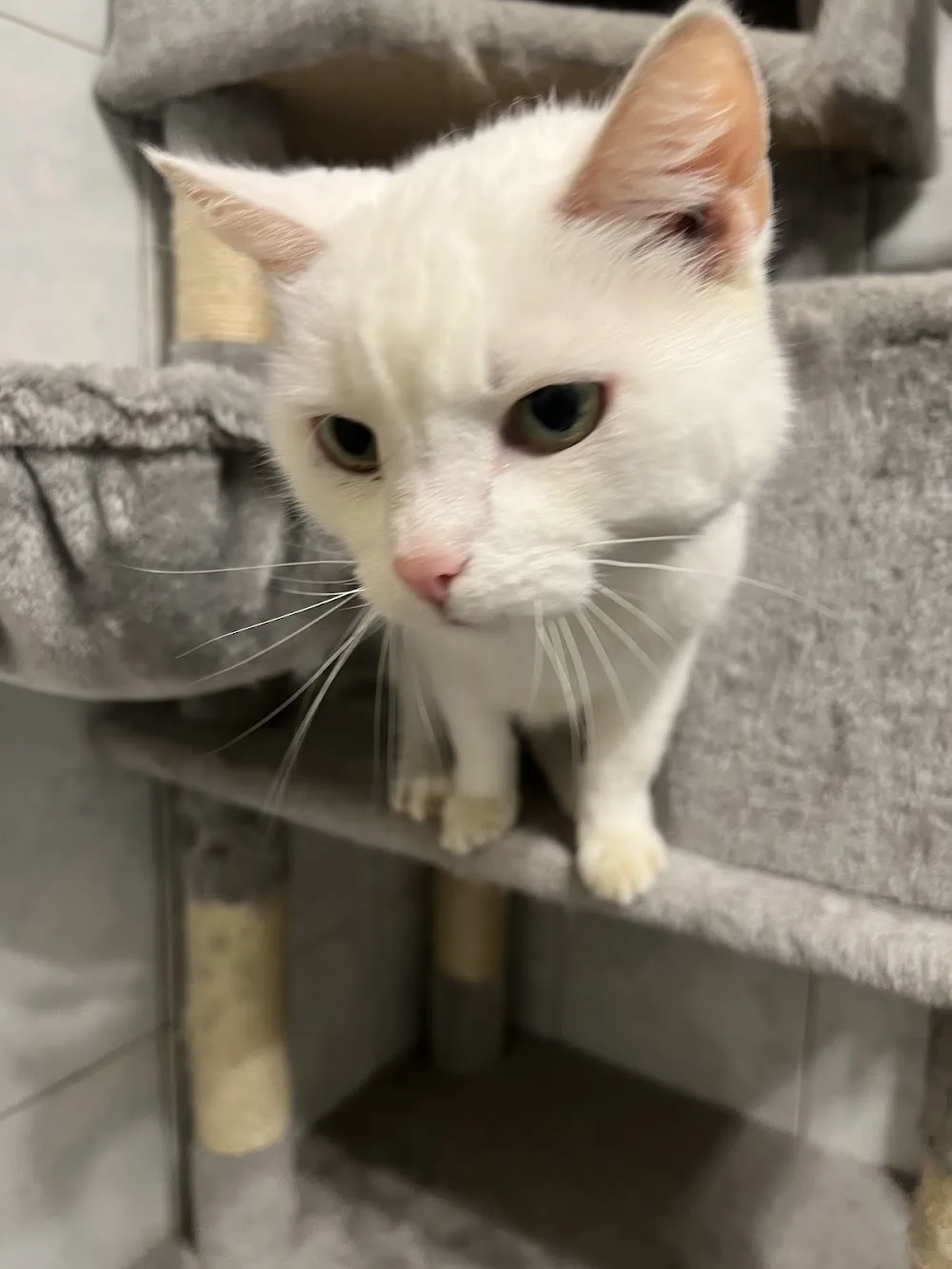 Cat Holiday - deine Katzenpension im Grünen - Austria pet otel görseli 6