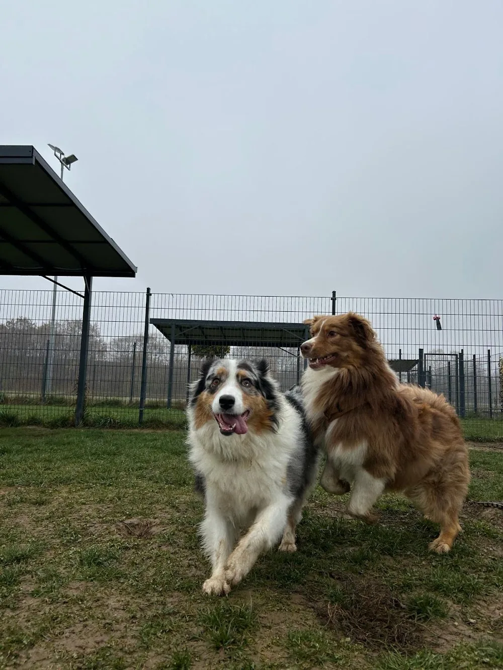 Dog Adventure GmbH / Hundetagesstätte & Hundepension ️ ️ ️ ️ ️ - Austria pet otel görseli 7