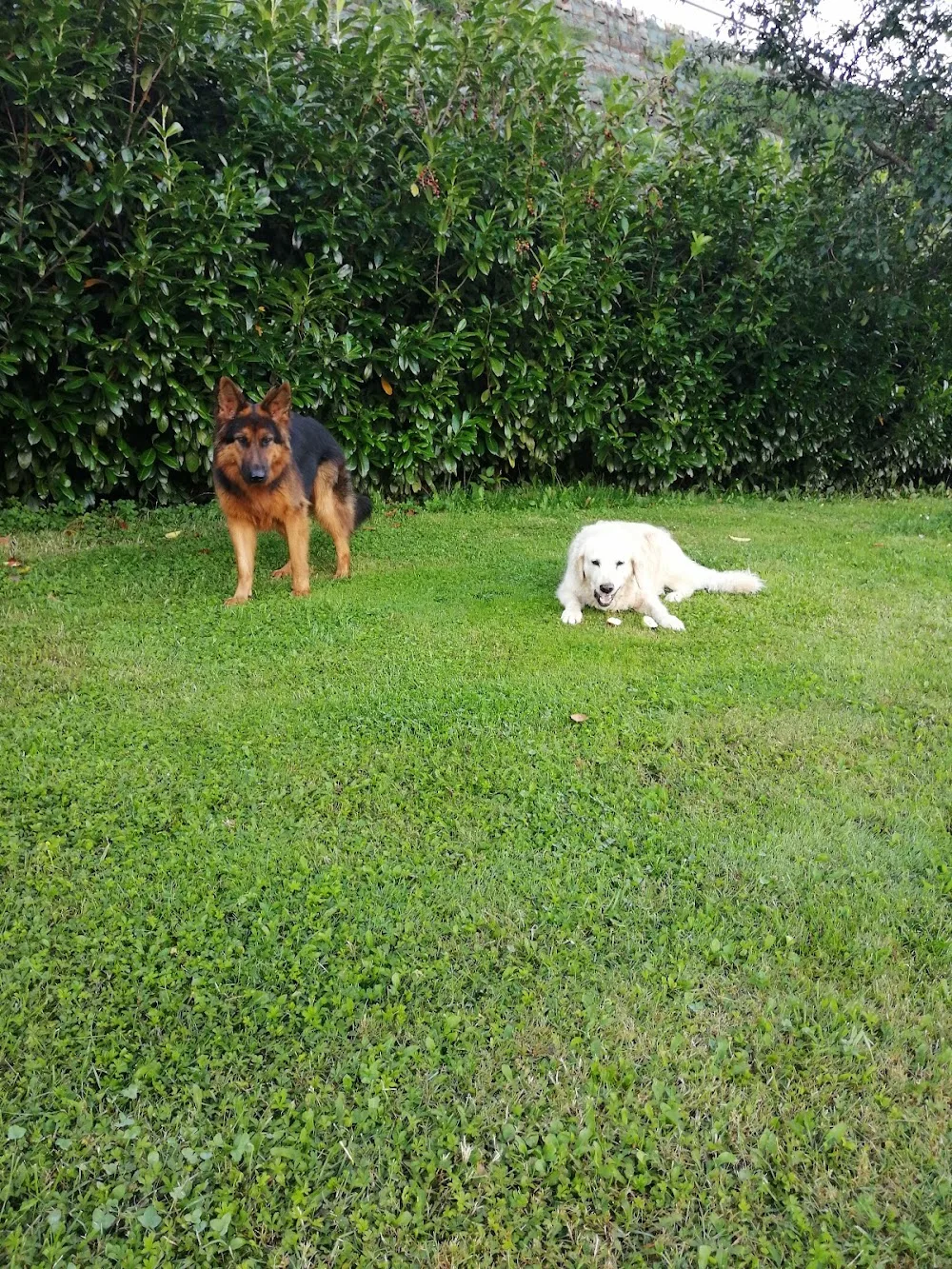 Dog Care Hundehotel und Gesundheitsoase - Austria pet otel görseli 3