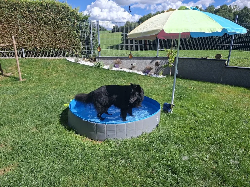 Hotel Spike Hundebetreuung & mehr Lydia Stempfer - Austria pet otel görseli 3